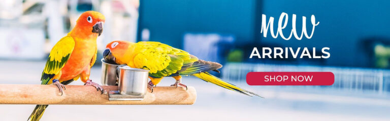 Parrot Essentials: Everything Your Parrot Needs for a Happy & Healthy Life